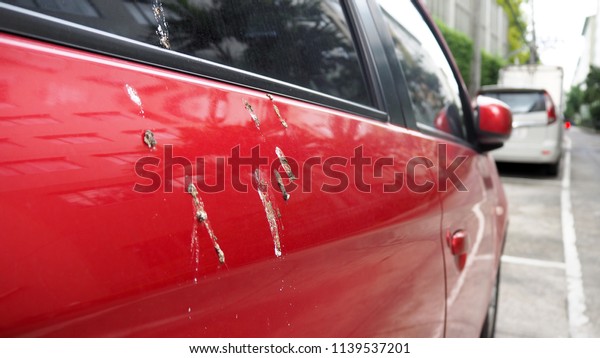 Bird feces on\
red car. Bird droppings on\
cars.