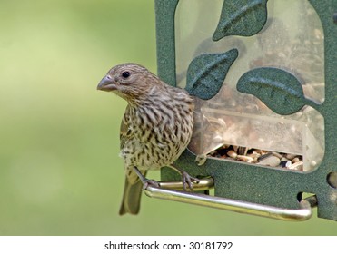 Bird at the feeder
