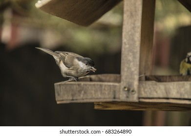 Bird at the feeder