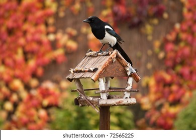 Bird Feeder In The Autumn Garden.