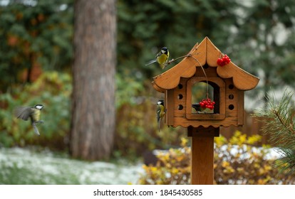 bird feeder in autumn, autumn garden birds peck food from bird feeder, autumn bird food - Powered by Shutterstock