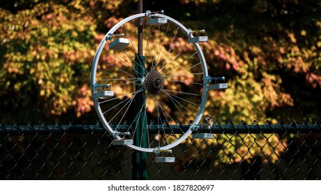 Bird Feeder Bike Wheel In Autumn. 