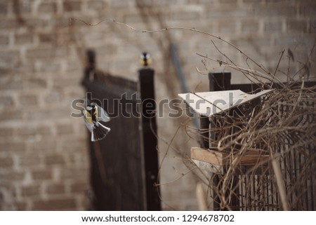 Bird feeder and birds in winter