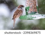 a bird at the feeder during winter - a sparrow-like mazurka