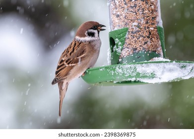 a bird at the feeder during winter - a sparrow-like mazurka