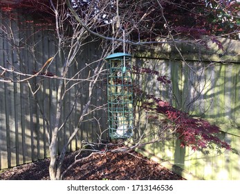 Bird Feeder With Fat Ball Hanging By String In A Beech Tree