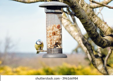 Bird At Bird Feeder. Garden Wildlife Scene Blue Tit