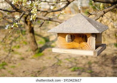 Bird Feeder Hanging On A Branch In A Spring Park, Helping Birds And Feeding Them