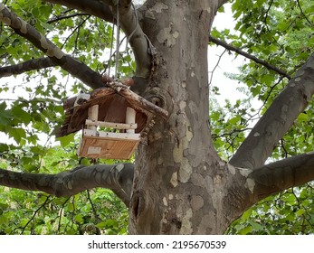 Bird Feeder Hanging On A Green Plane Tree