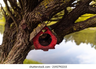 Bird Feeder Hanging On A Tree