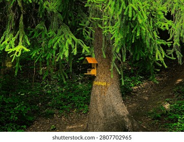 bird feeder on a tree