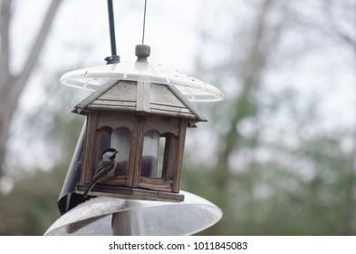 Bird feeder with small bird