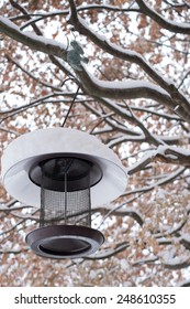 A bird feeder under maple tree in winter