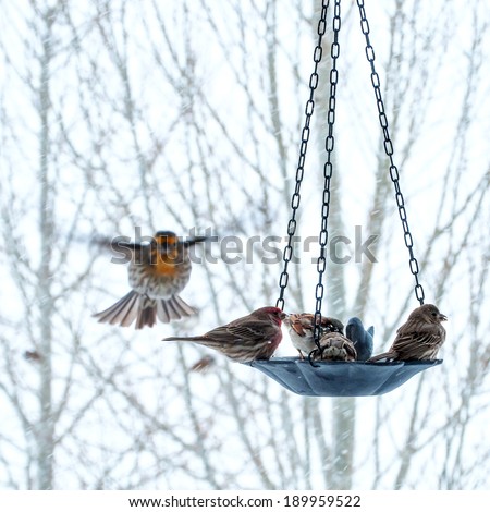 Bird feeder in the winter with sparrows and wrens eating there.