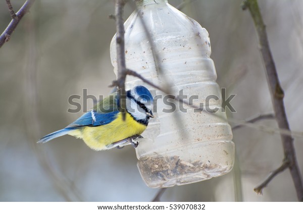 Bird Feeders Titmouse Arrived Homemade Bird Stock Photo Edit Now