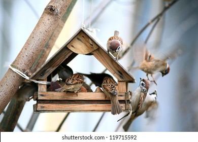 Bird Feeder Images Stock Photos Vectors Shutterstock