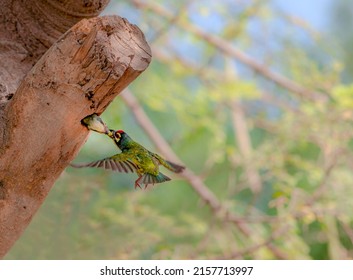 Bird Feeding Chick In The Nest Hole Of Tree, The Coppersmith Barbet, Also Called Crimson-breasted Barbet And Coppersmith