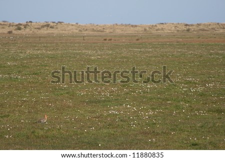 Similar – Image, Stock Photo fox Fox Sylt