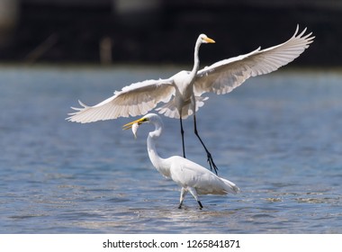 Bird fight - Great white egrets fighting