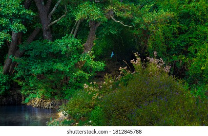 Bird Fishing In Forest In South Of France Bu The Cabasse River