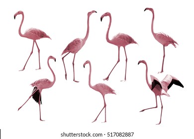 Bird flamingo walking on a white background 