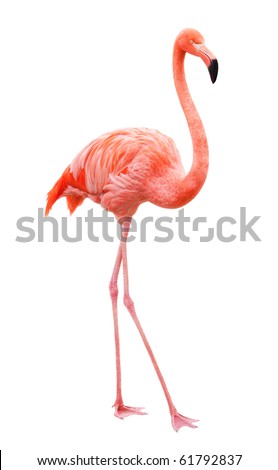 Bird Flamingo walking on a white background