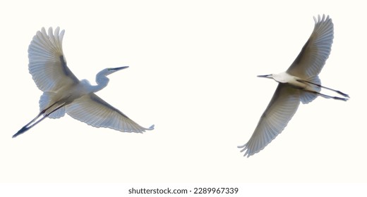 Bird with flapping wings on a white background, black crowned night heron. Heron Bird 