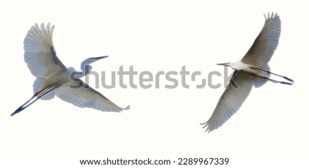 Bird with flapping wings on a white background, black crowned night heron. Heron Bird 