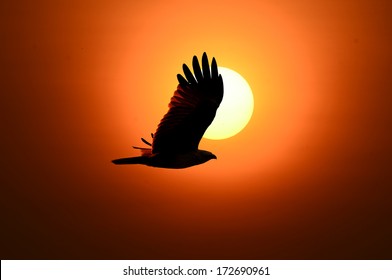 Bird flew into the shadows of the evening sun. 
