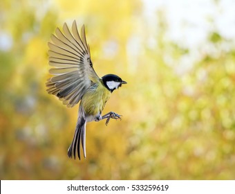 The Bird Flies To Spread Its Wings On The Background Of Autumn Park