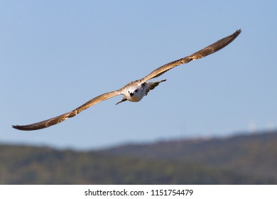 bird in flight