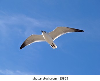 Bird in flight
