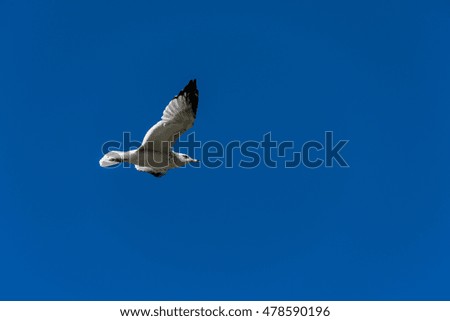 Similar – Image, Stock Photo Bye bye, summer Seagull