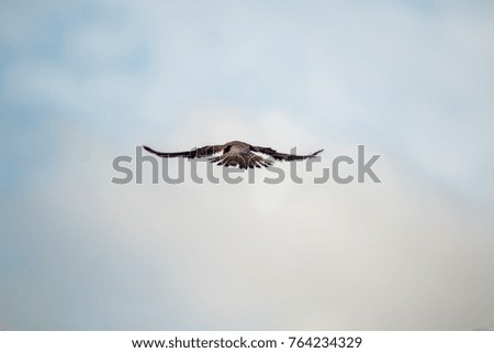 Similar – ein flügelschlag Wolken