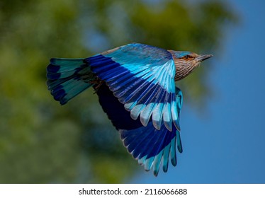 Bird In Flight, Beautiful Bird Flying With Full Wing Span ,The Indian Roller Is A Bird Of The Family Coraciidae.