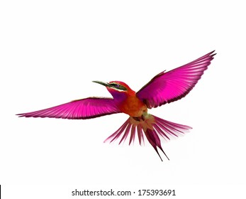 Bird in flight isolated on white background