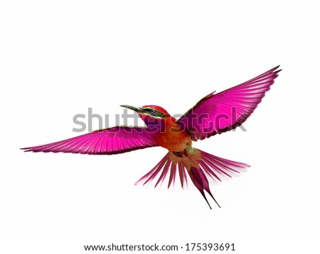 Bird in flight isolated on white background