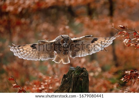 Bird in flight. Long-eared owl (Asio otus) landing on rotten stump in colorful orange forest. Autumn in nature. Bird of prey in beech forest with red leaves. Wildlife photo from nature.