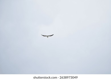 Bird in a flight mode