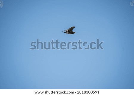 A bird in flight soaring through a clear, bright blue open sky under daylight conditions.