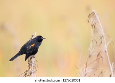 bird of Florida