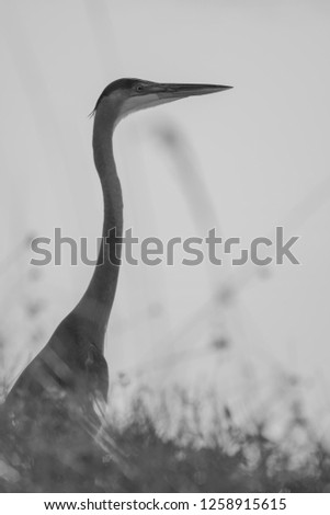 Similar – Schräger Vogel Farbfoto