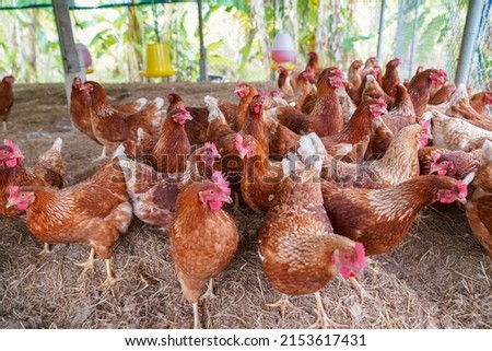  Bird flu, farm chickens, H5N1 H5N6 Avian Influenza (HPAI), which causes severe symptoms and rapid death of infected poultry.