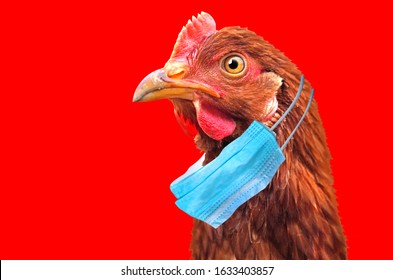 Bird Flu H5N1 In China Concept With Chicken Portrait And Medical Protective Mask.