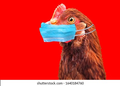 Bird Flu H5N1 In China Concept With Chicken Portrait And Medical Protective Mask.