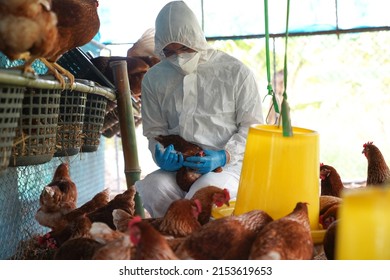 Bird flu, Veterinarians vaccinate against diseases in poultry such as farm chickens, H5N1 H5N6 Avian Influenza (HPAI), which causes severe symptoms and rapid death of infected poultry.
 - Shutterstock ID 2153619653
