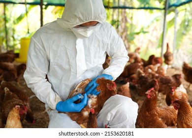 Bird flu, Veterinarians vaccinate against diseases in poultry such as farm chickens, H5N1 H5N6 Avian Influenza (HPAI), which causes severe symptoms and rapid death of infected poultry.
 - Shutterstock ID 2153620181