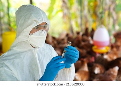 Bird flu, Veterinarians vaccinate against diseases in poultry such as farm chickens, H5N1 H5N6 Avian Influenza (HPAI), which causes severe symptoms and rapid death of infected poultry.
 - Shutterstock ID 2153620333