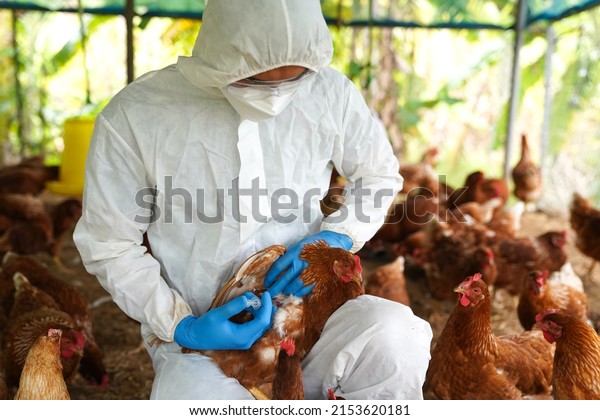 Bird flu, Veterinarians vaccinate against\
diseases in poultry such as farm chickens, H5N1 H5N6 Avian\
Influenza (HPAI), which causes severe symptoms and rapid death of\
infected poultry.\
