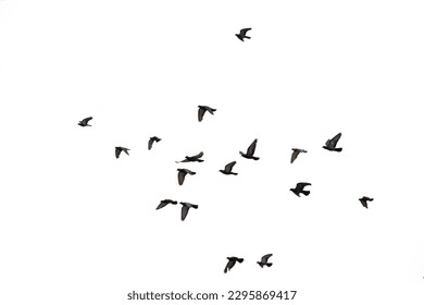 bird, fly, isolate, seaguls, flock - Powered by Shutterstock